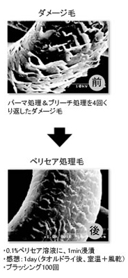 キューティクル